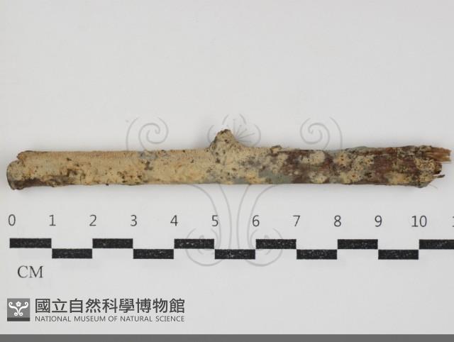 登錄號:F0034332藏品圖，第2張