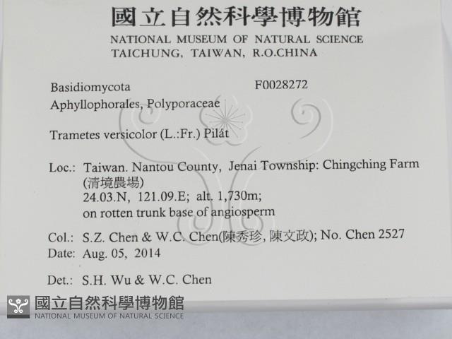 雲芝藏品圖，第2張