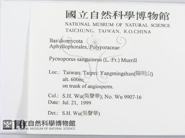 血紅密孔菌藏品圖，第2張