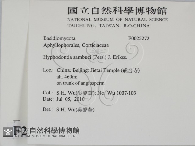 冇骨消絲齒菌藏品圖，第2張