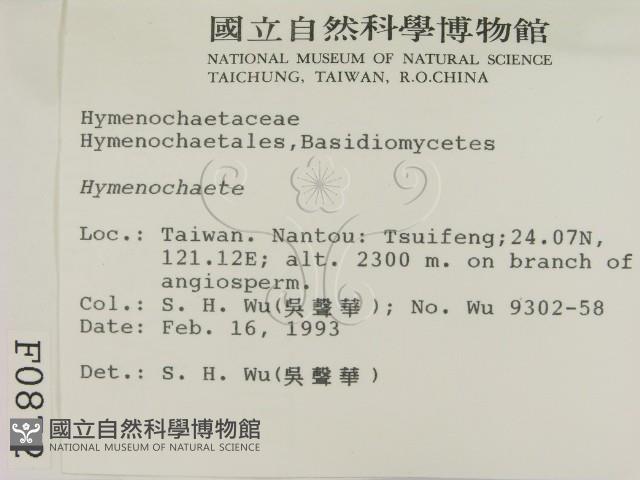 刺革菌屬藏品圖，第2張
