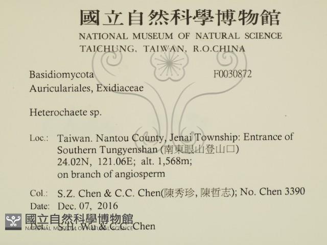 刺皮菌屬藏品圖，第2張