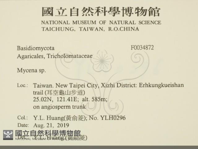 小菇屬藏品圖，第2張