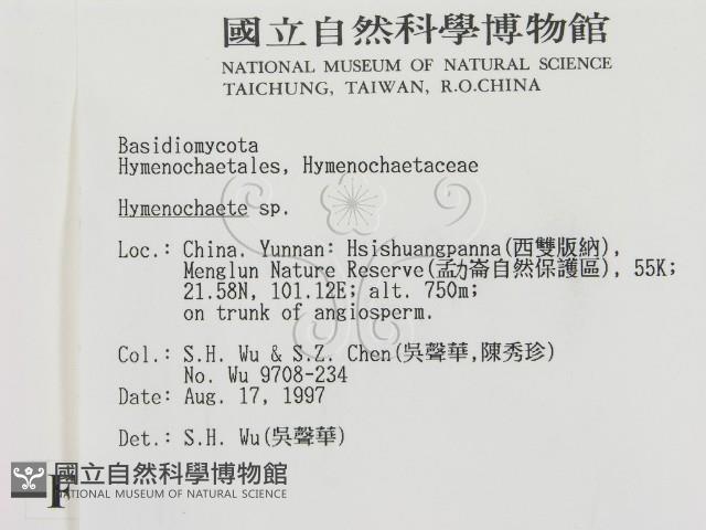 刺革菌屬藏品圖，第2張