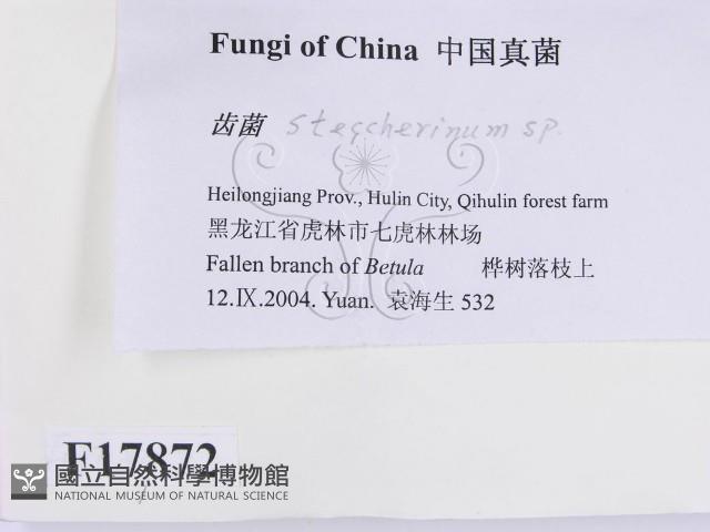齒耳菌屬藏品圖，第2張