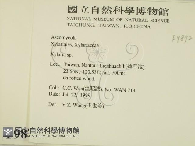 炭角菌屬藏品圖，第2張