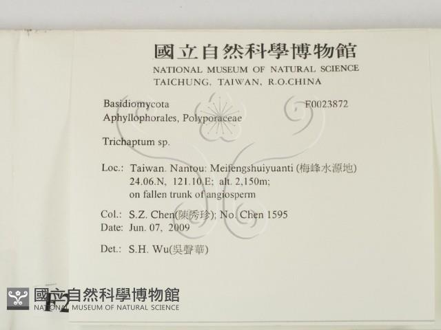 附毛菌屬藏品圖，第2張