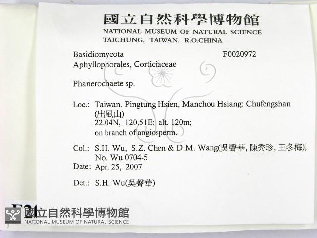 顯絲菌屬藏品圖，第2張