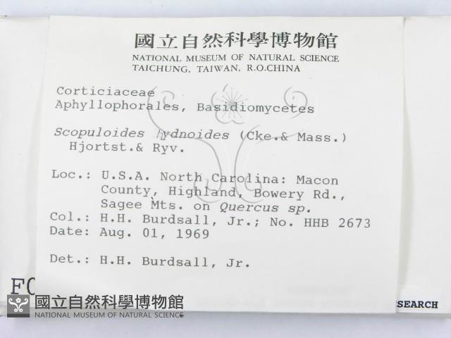 針齒銳岩菌藏品圖，第2張