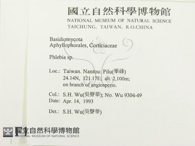 射脈菌屬藏品圖，第2張