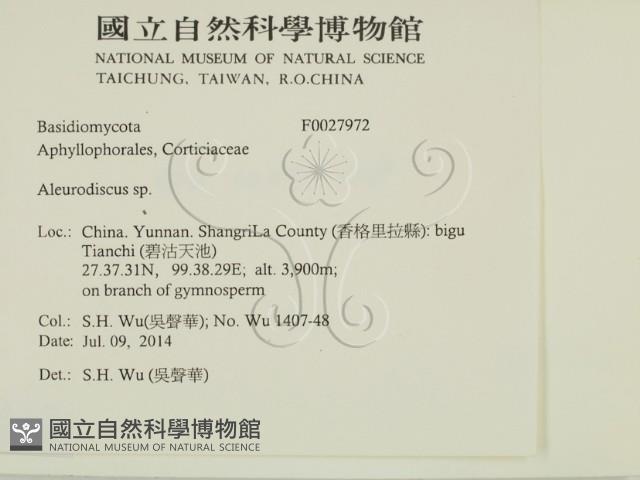 盤革菌屬藏品圖，第2張