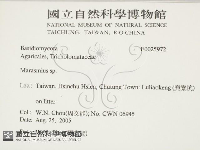 小皮傘屬藏品圖，第2張