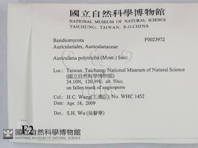 毛木耳藏品圖，第2張