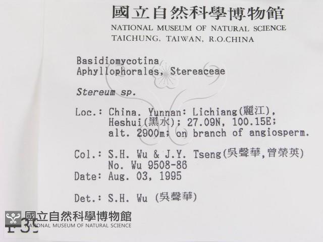 韌革菌屬藏品圖，第2張