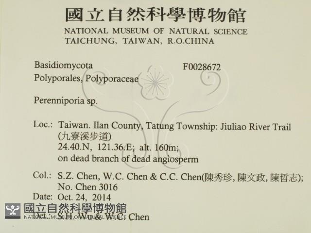 多年臥孔菌屬藏品圖，第2張