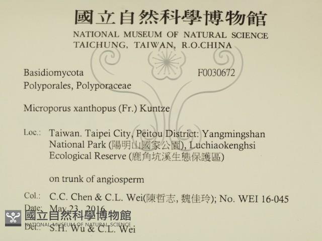 黄柄小孔菌藏品圖，第2張