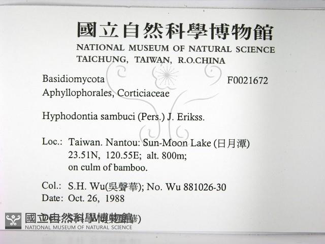 冇骨消絲齒菌藏品圖，第2張