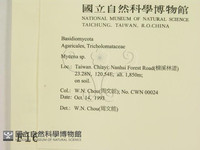 小菇屬藏品圖，第2張