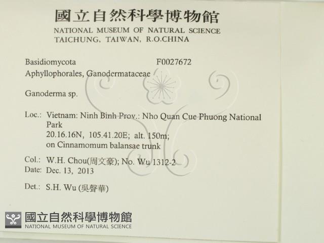 靈芝屬藏品圖，第2張