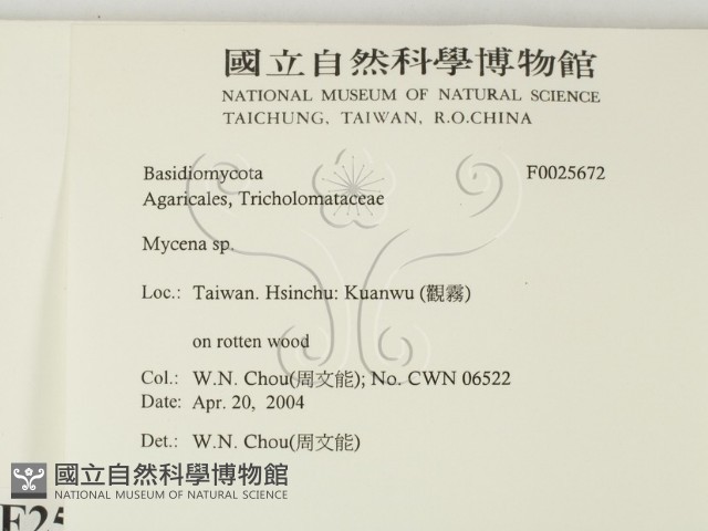 小菇屬藏品圖，第2張