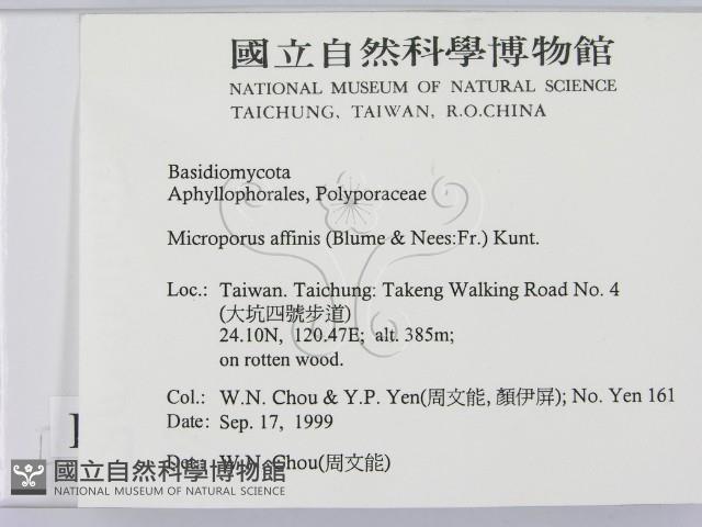 相鄰小孔菌藏品圖，第2張