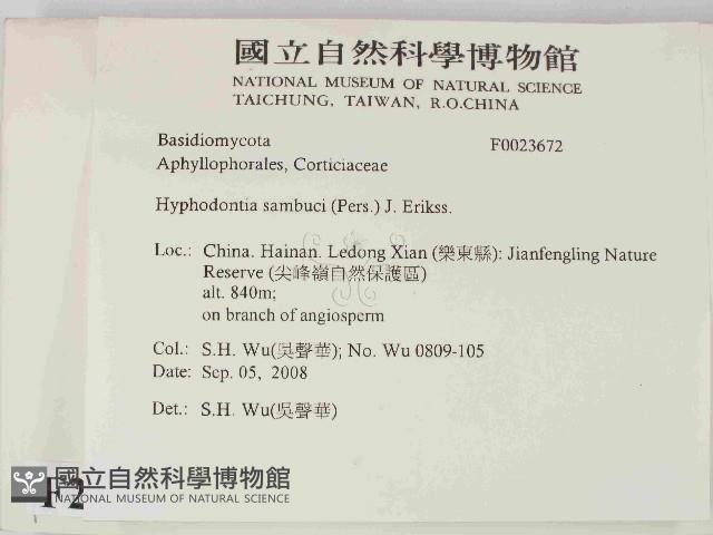 冇骨消絲齒菌藏品圖，第2張