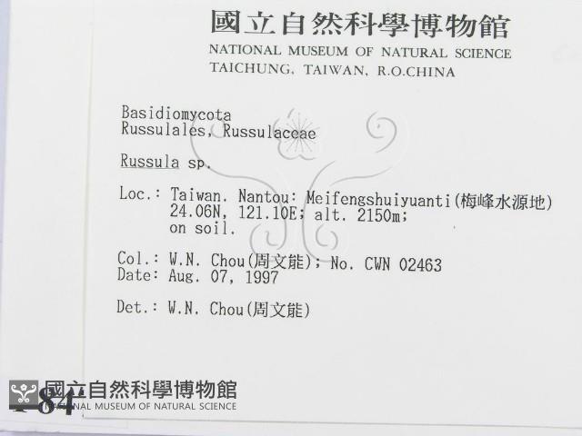 紅菇屬藏品圖，第2張