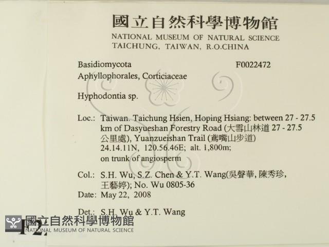 絲齒菌屬藏品圖，第2張