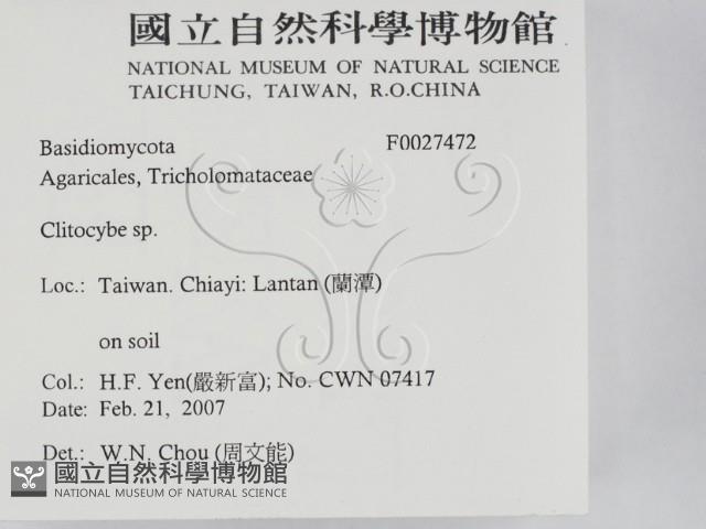 杯傘屬藏品圖，第2張