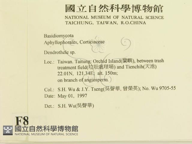 樹狀皮革菌屬藏品圖，第2張