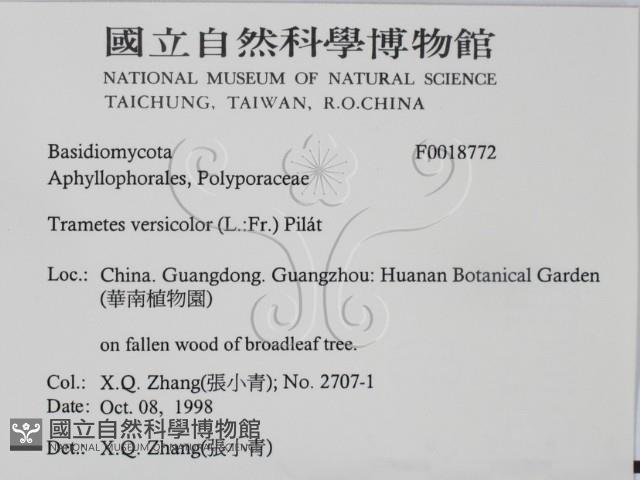雲芝藏品圖，第2張
