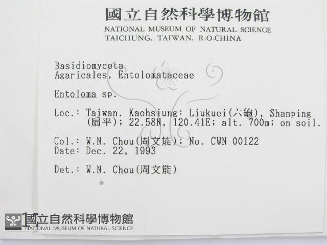 粉褶菌屬藏品圖，第2張