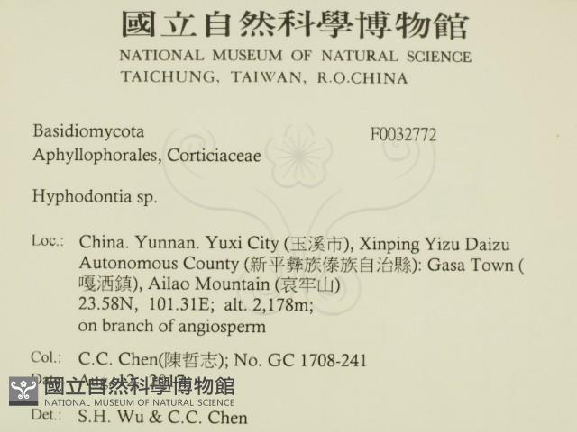 絲齒菌屬藏品圖，第2張