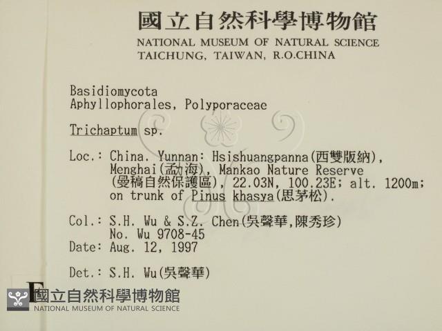 附毛菌屬藏品圖，第2張