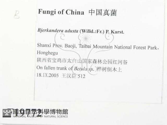 煙管菌藏品圖，第2張