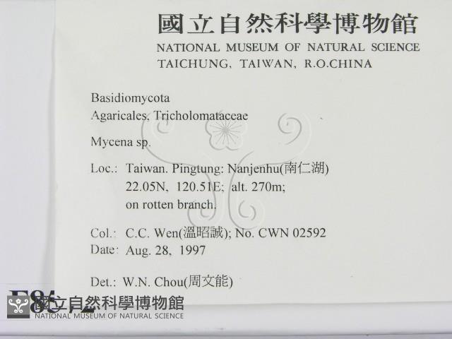 小菇屬藏品圖，第2張