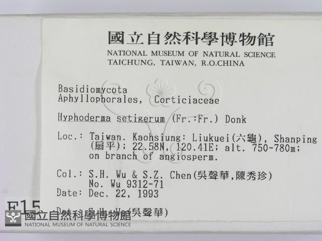 剛毛絲皮菌藏品圖，第2張