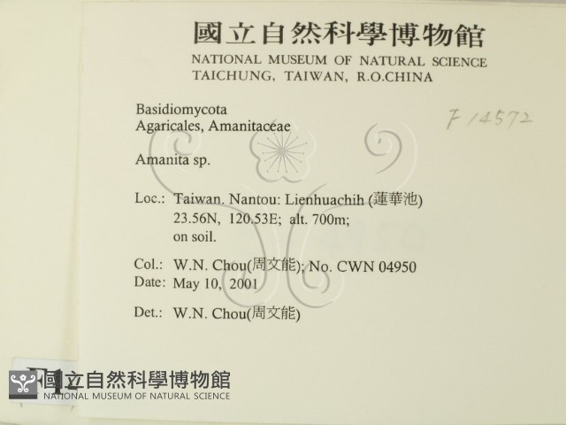 鵝膏屬藏品圖，第2張
