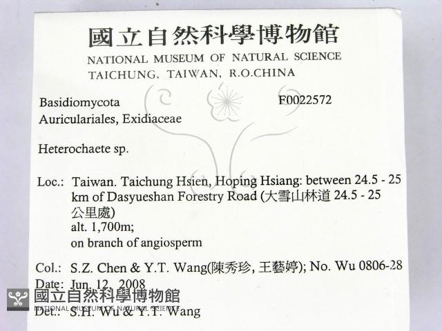 刺皮菌屬藏品圖，第2張