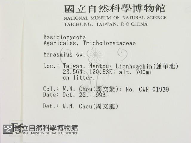 小皮傘屬藏品圖，第2張