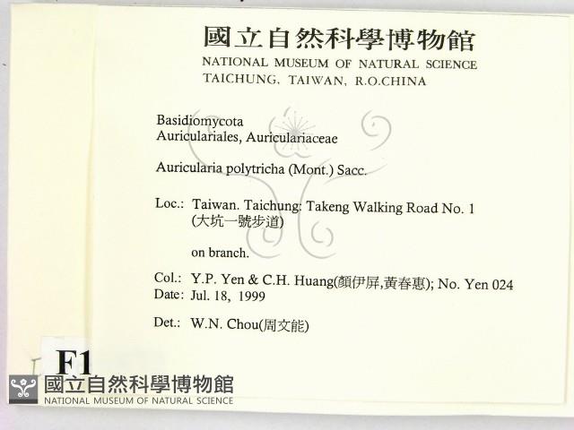毛木耳藏品圖，第2張