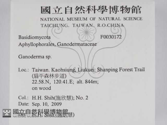 靈芝屬藏品圖，第2張