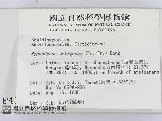 剛毛絲皮菌藏品圖，第2張