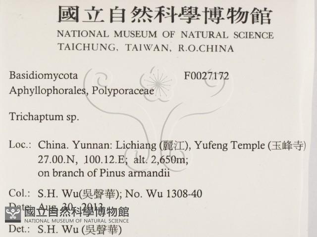 附毛菌屬藏品圖，第2張