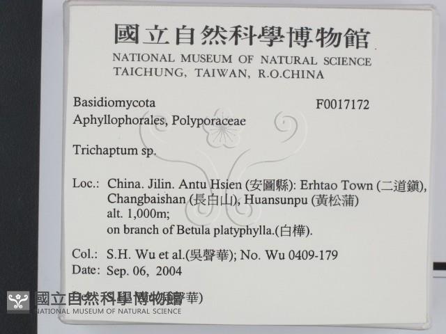 附毛菌屬藏品圖，第2張