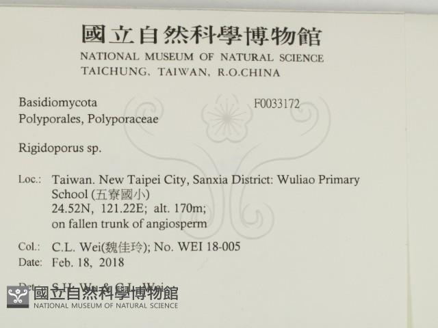 硬孔菌屬藏品圖，第2張