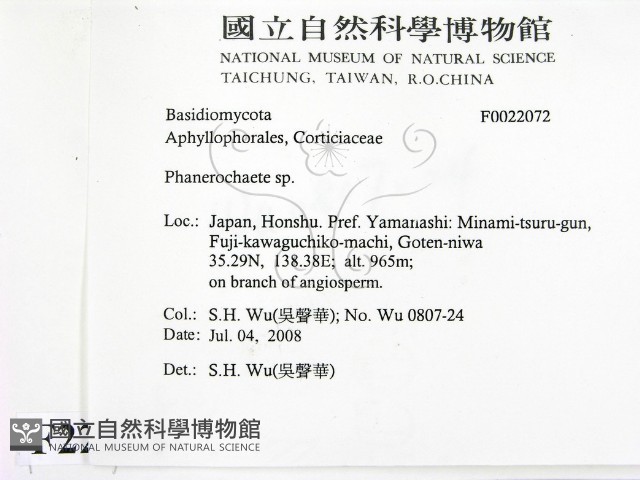 顯絲菌屬藏品圖，第2張