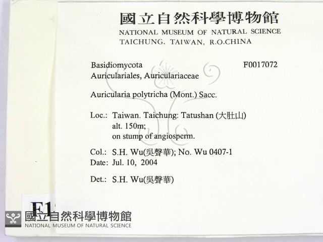 毛木耳藏品圖，第2張