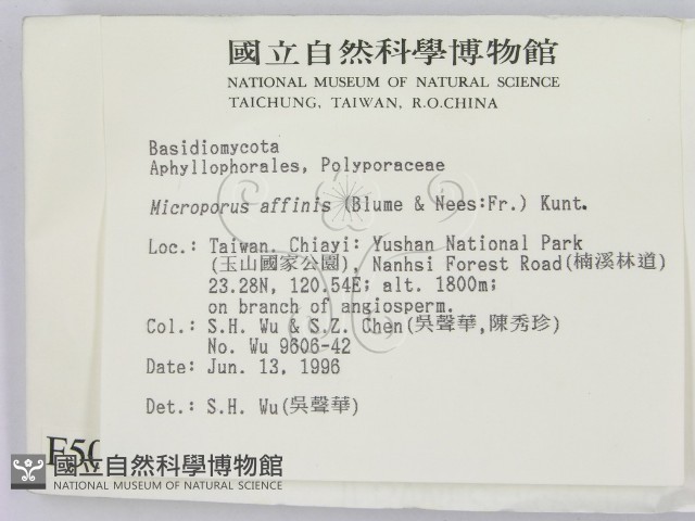 相鄰小孔菌藏品圖，第2張