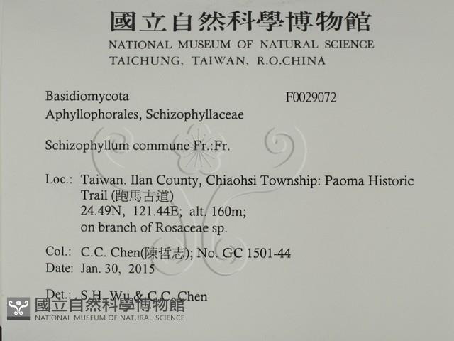 裂褶菌藏品圖，第2張